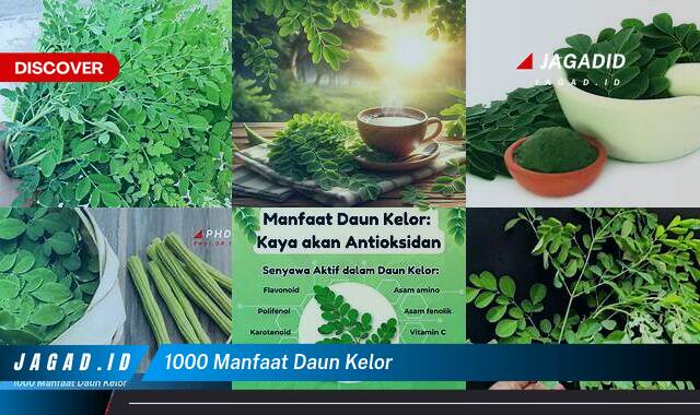 8 Manfaat Daun Kelor untuk Kesehatan yang Wajib Kamu Intip