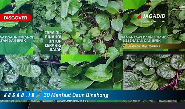 30 Manfaat Daun Binahong yang Bikin Kamu Penasaran