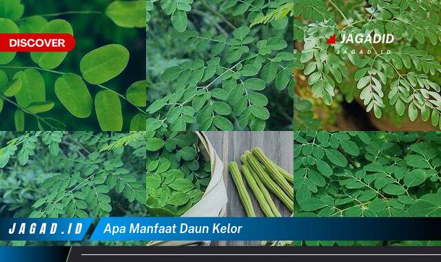 8 Manfaat Daun Kelor yang Wajib Kamu Intip