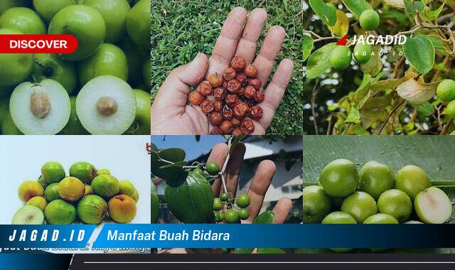 Inilah 10 Manfaat Buah Bidara yang Wajib Kamu Intip