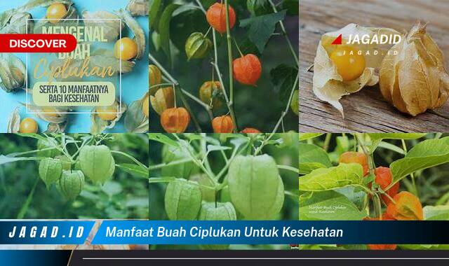 Ketahui 10 Manfaat Buah Ciplukan bagi Kesehatan yang Tak Disangka