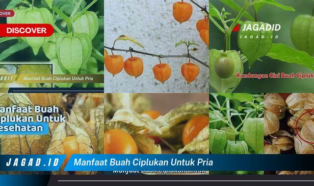 Inilah 8 Manfaat Buah Ciplukan untuk Pria yang Wajib Kamu Intip