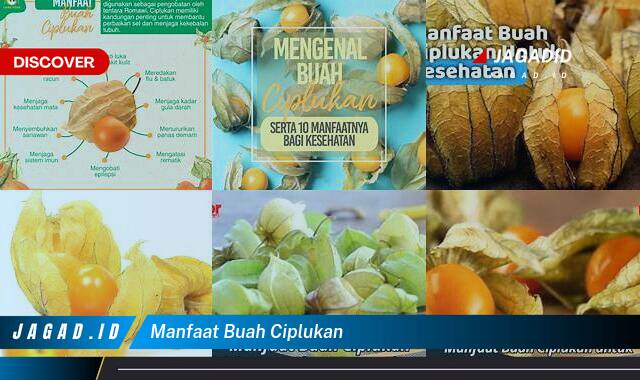 8 Manfaat Buah Ciplukan yang Bikin Kamu Penasaran