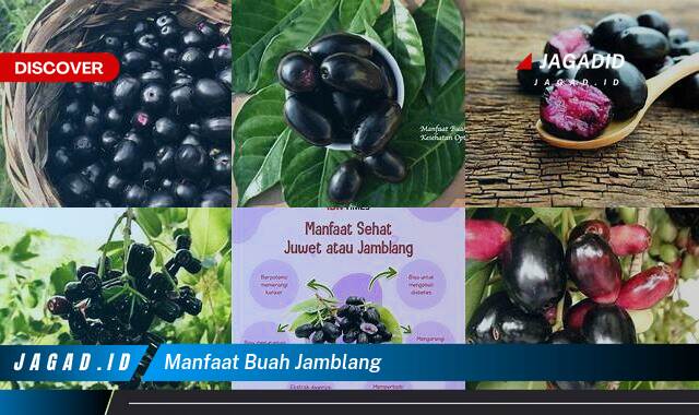 Ketahui 9 Manfaat Buah Jamblang yang Tak Banyak Orang Tau