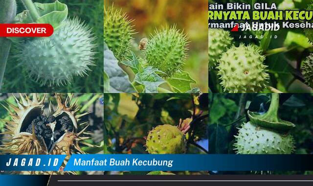 Ketahui 9 Manfaat Buah Kecubung yang Wajib Kamu Ketahui