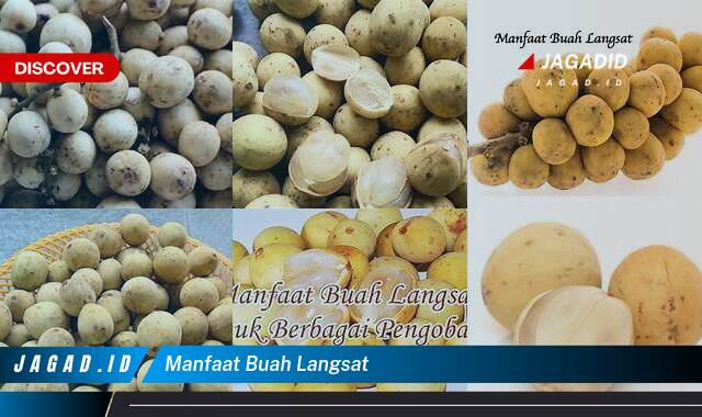 Inilah 10 Manfaat Buah Langsat yang Tak Banyak Orang Tau