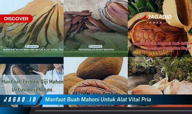 Ketahui 8 Manfaat Buah Mahoni untuk Vitalitas Pria yang Wajib Kamu Intip