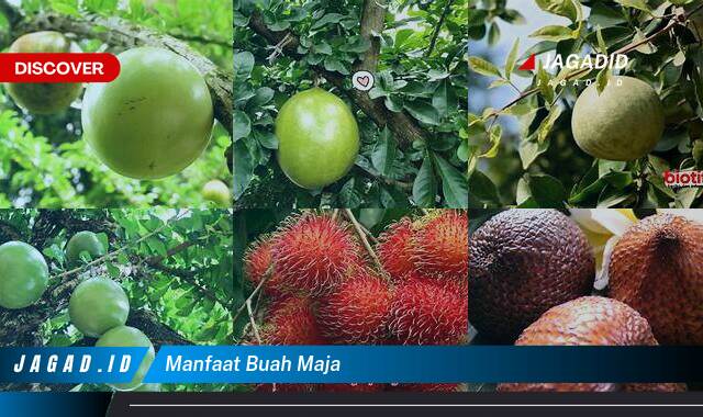 Inilah 9 Manfaat Buah Maja yang Wajib Kamu Intip