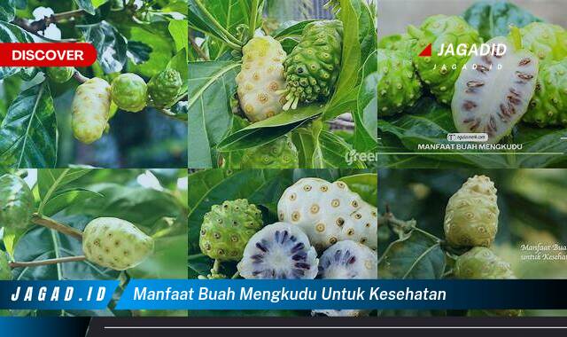 Ketahui 9 Manfaat Buah Mengkudu untuk Kesehatan yang Wajib Kamu Ketahui