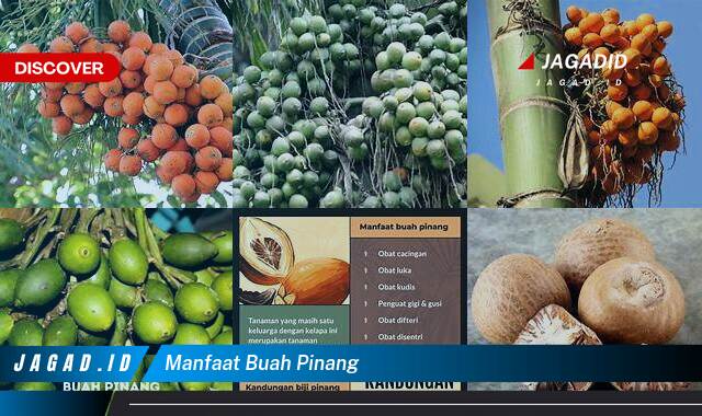 10 Manfaat Buah Pinang yang Wajib Kamu Intip