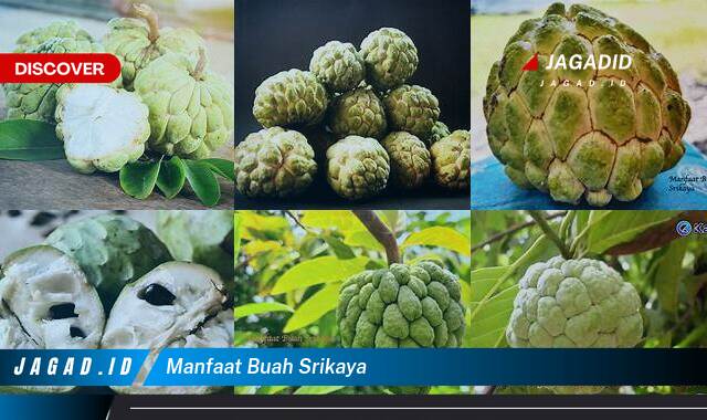 Inilah 8 Manfaat Buah Srikaya yang Bikin Kamu Penasaran