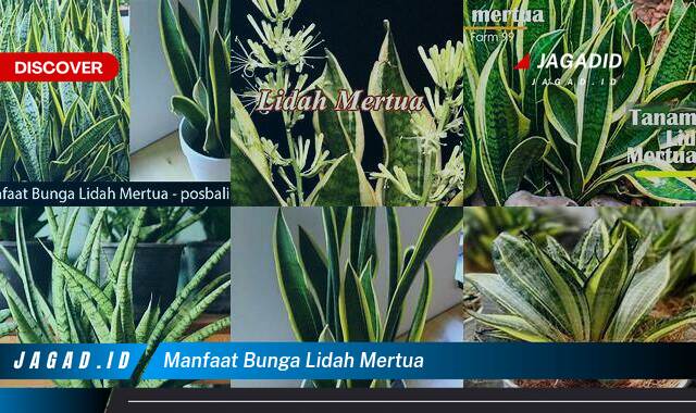 Ketahui 8 Manfaat Bunga Lidah Mertua yang Wajib Kamu Ketahui