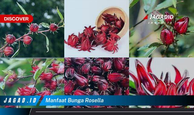 Inilah 9 Manfaat Bunga Rosella yang Bikin Kamu Penasaran