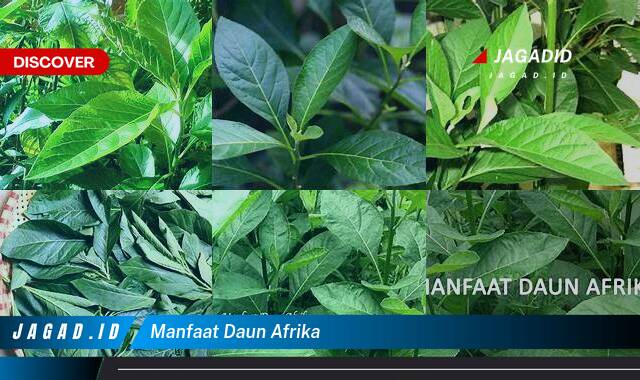 10 Manfaat Daun Afrika yang Bikin Kamu Penasaran