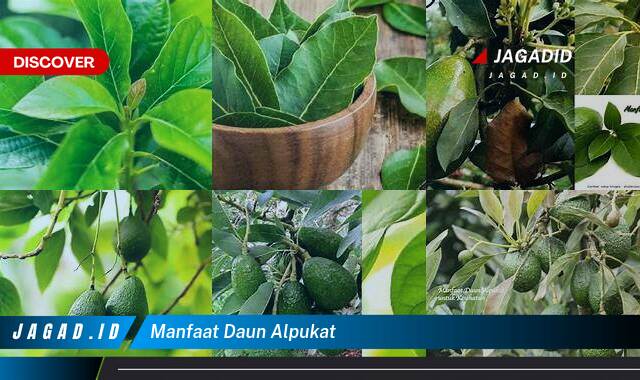 Inilah 8 Manfaat Daun Alpukat yang Wajib Kamu Intip