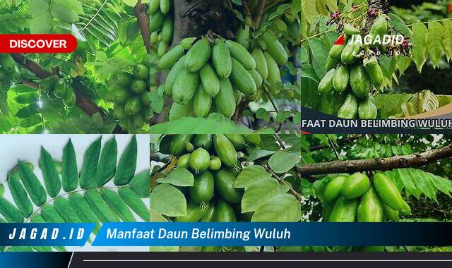 Inilah 10 Manfaat Daun Belimbing Wuluh yang Wajib Kamu Intip