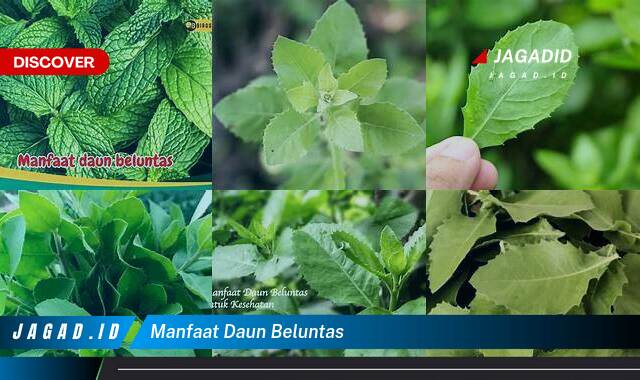 Ketahui 8 Manfaat Daun Beluntas yang Wajib Kamu Intip