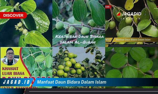 Ketahui 7 Manfaat Daun Bidara dalam Islam yang Wajib Kamu Ketahui