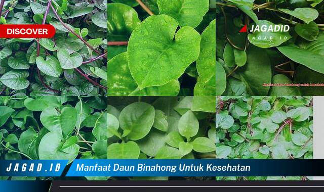 Inilah 10 Manfaat Daun Binahong untuk Kesehatan yang Tak Banyak Orang Tahu