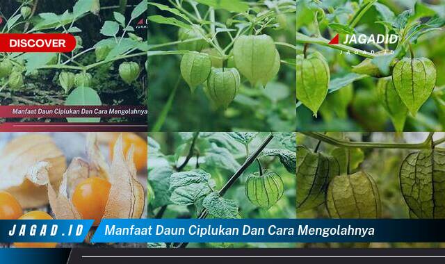 Ketahui 8 Manfaat Daun Ciplukan yang Wajib Kamu Ketahui