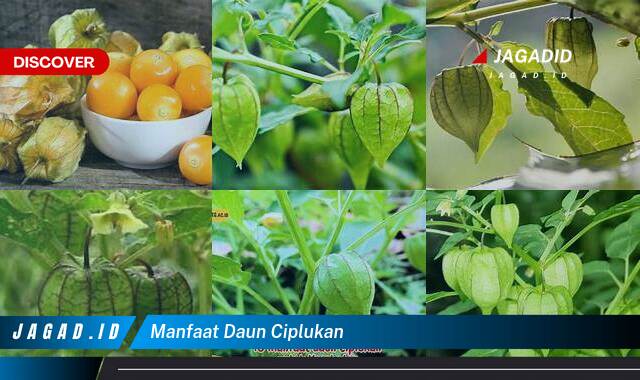 Inilah 10 Manfaat Daun Ciplukan yang Wajib Kamu Intip