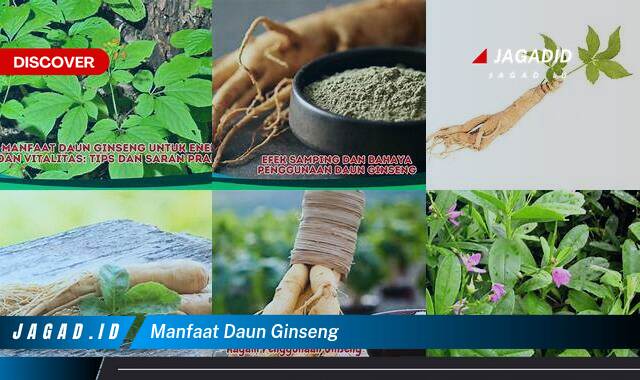 Inilah 8 Manfaat Daun Ginseng yang Bikin Kamu Penasaran