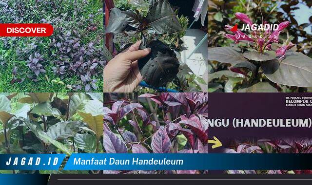 Ketahui 8 Manfaat Daun Handeuleum yang Bikin Kamu Penasaran