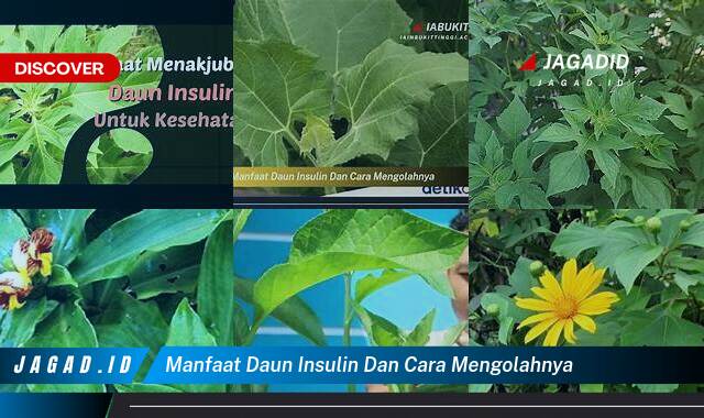 Inilah 9 Manfaat Daun Insulin & Cara Mengolahnya yang Tidak Semua Orang Tau