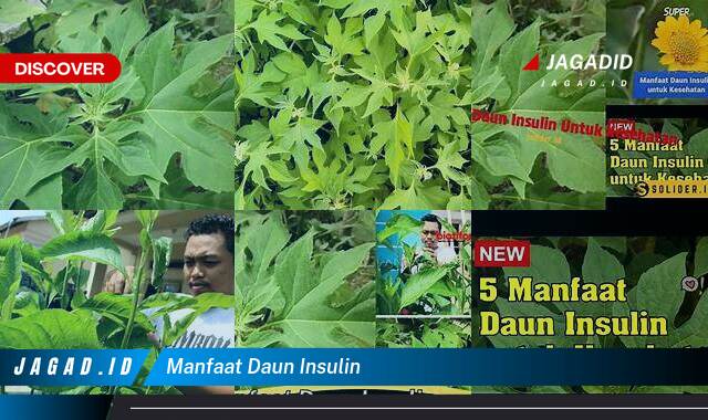 Inilah 9 Manfaat Daun Insulin yang Tidak Semua Orang Tau