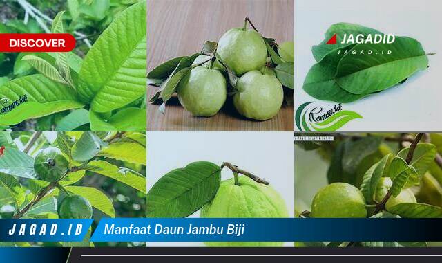 10 Manfaat Daun Jambu Biji yang Tak Banyak Orang Tahu