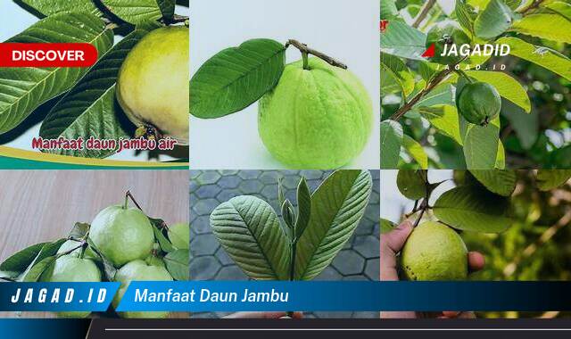 Inilah 10 Manfaat Daun Jambu yang Bikin Kamu Penasaran