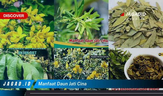 10 Manfaat Daun Jati Cina yang Bikin Kamu Penasaran