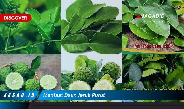 9 Manfaat Daun Jeruk Purut yang Tak Banyak Orang Tahu