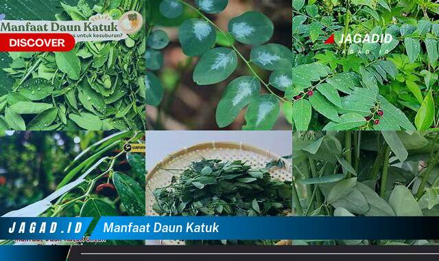 9 Manfaat Daun Katuk yang Wajib Kamu Intip