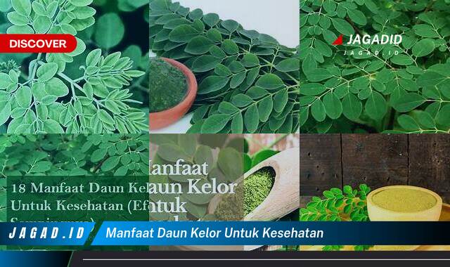 10 Manfaat Daun Kelor untuk Kesehatan yang Wajib Kamu Intip