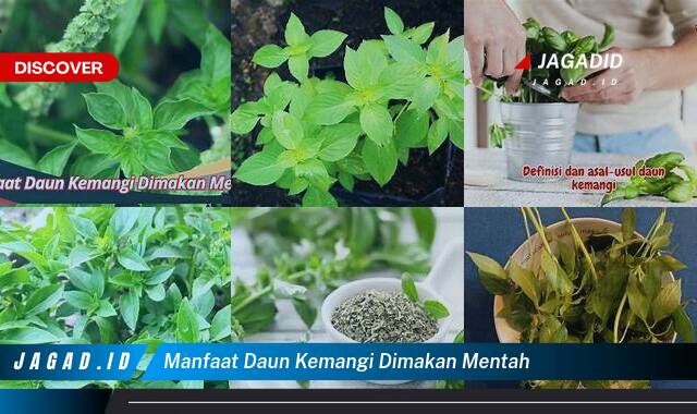 Inilah 9 Manfaat Daun Kemangi Dimakan Mentah yang Wajib Kamu Intip