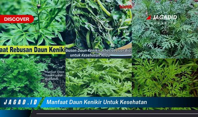 Ketahui 8 Manfaat Daun Kenikir untuk Kesehatan yang Wajib Kamu Ketahui