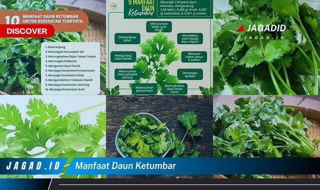 Ketahui 9 Manfaat Daun Ketumbar yang Bikin Kamu Penasaran