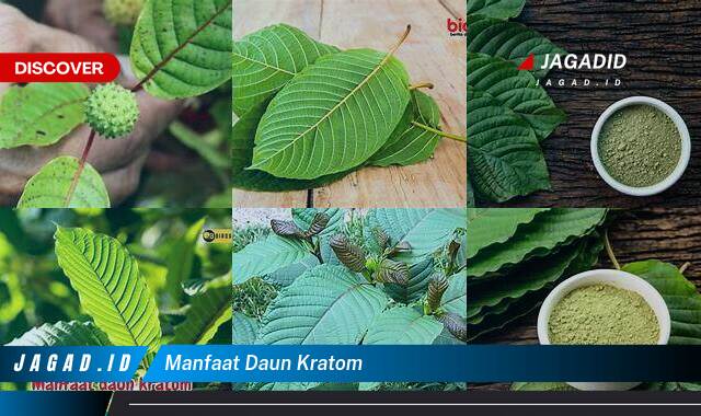 8 Manfaat Daun Kratom yang Wajib Kamu Ketahui