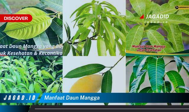 Inilah 10 Manfaat Daun Mangga yang Tak Banyak Orang Tau