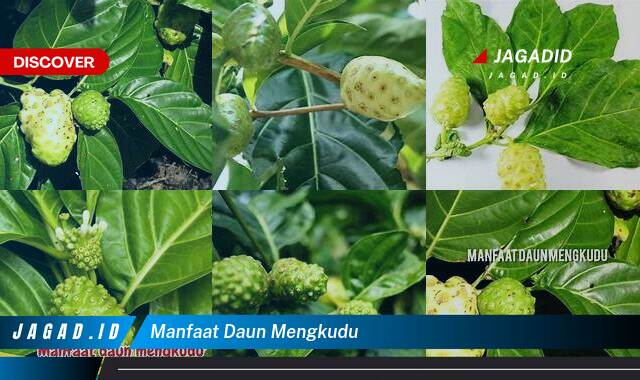 Ketahui 8 Manfaat Daun Mengkudu yang Bikin Kamu Penasaran