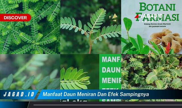 9 Manfaat Daun Meniran & Efek Sampingnya yang Wajib Kamu Intip