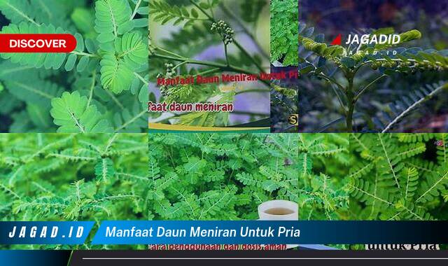 9 Manfaat Daun Meniran Untuk Pria yang Wajib Kamu Ketahui