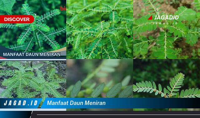 10 Manfaat Daun Meniran yang Tak Banyak Orang Tahu