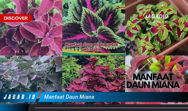 Ketahui 10 Manfaat Daun Miana yang Wajib Kamu Intip