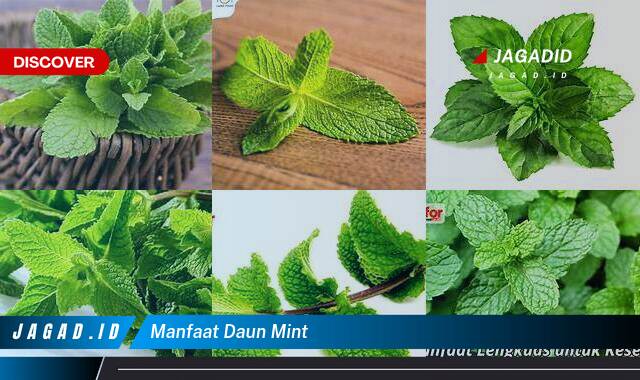 Ketahui 8 Manfaat Daun Mint yang Wajib Kamu Intip