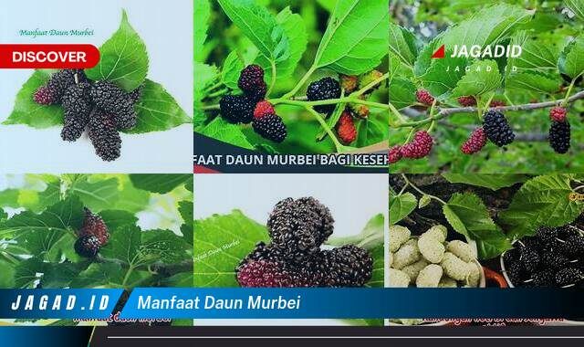 Inilah 9 Manfaat Daun Murbei yang Wajib Kamu Intip