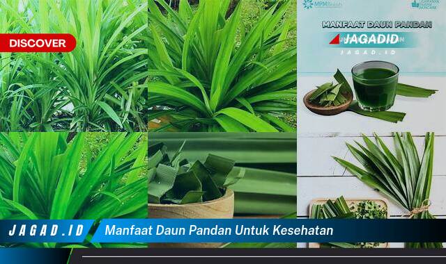 Ketahui 10 Manfaat Daun Pandan untuk Kesehatan yang Wajib Kamu Intip