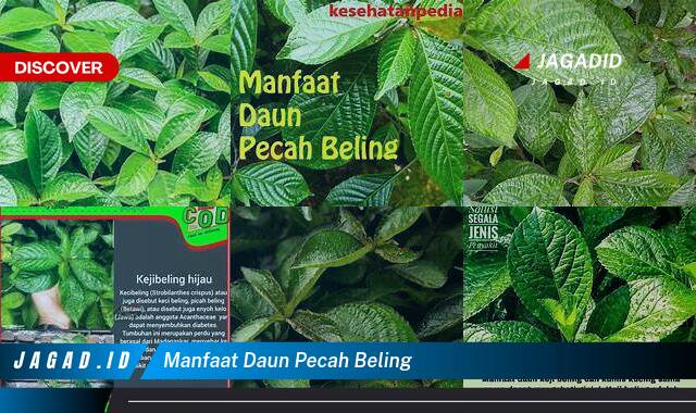 9 Manfaat Daun Pecah Beling yang Wajib Kamu Intip