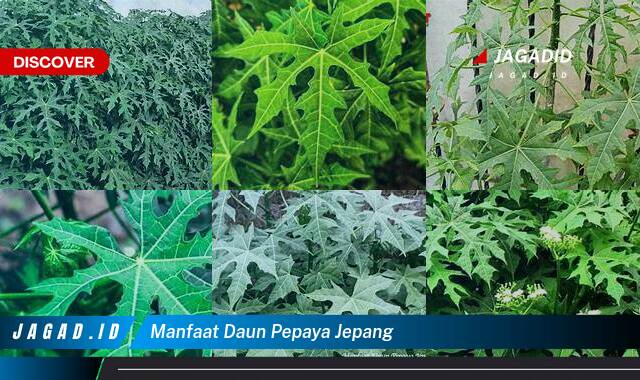 Ketahui 8 Manfaat Daun Pepaya Jepang yang Bikin Kamu Penasaran